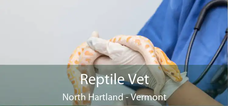 Reptile Vet North Hartland - Vermont