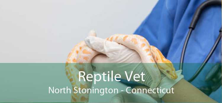 Reptile Vet North Stonington - Connecticut