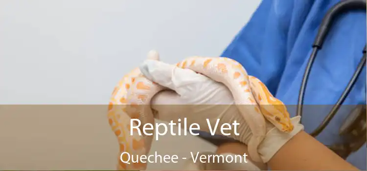 Reptile Vet Quechee - Vermont