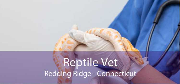 Reptile Vet Redding Ridge - Connecticut