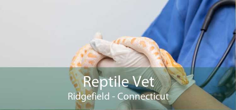 Reptile Vet Ridgefield - Connecticut