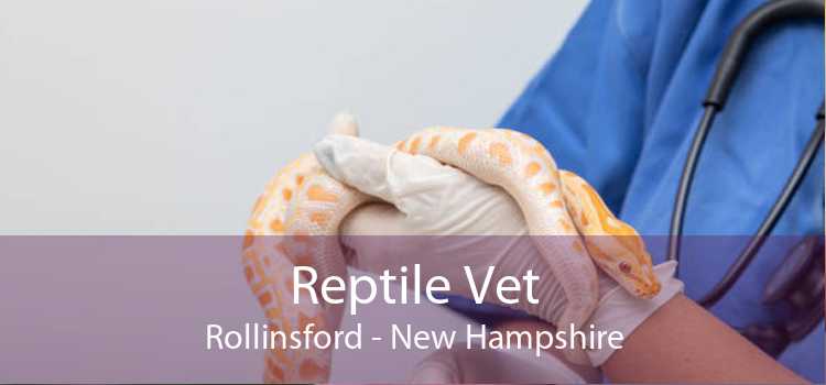 Reptile Vet Rollinsford - New Hampshire