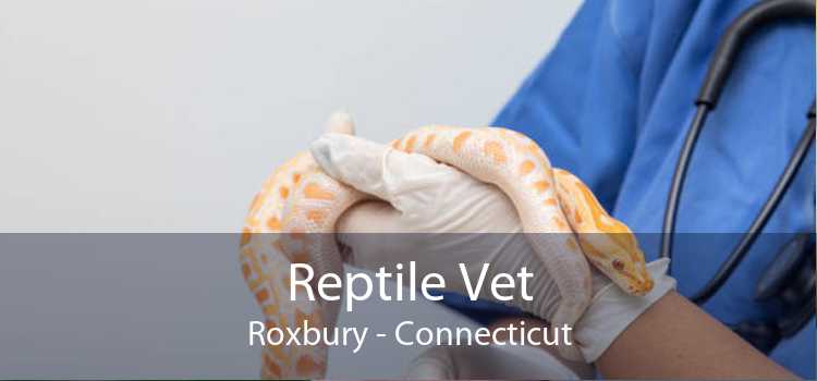 Reptile Vet Roxbury - Connecticut