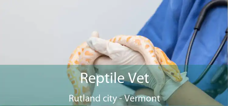 Reptile Vet Rutland city - Vermont