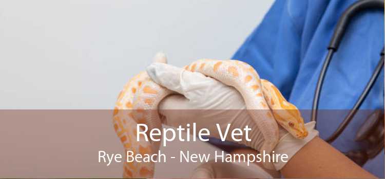Reptile Vet Rye Beach - New Hampshire