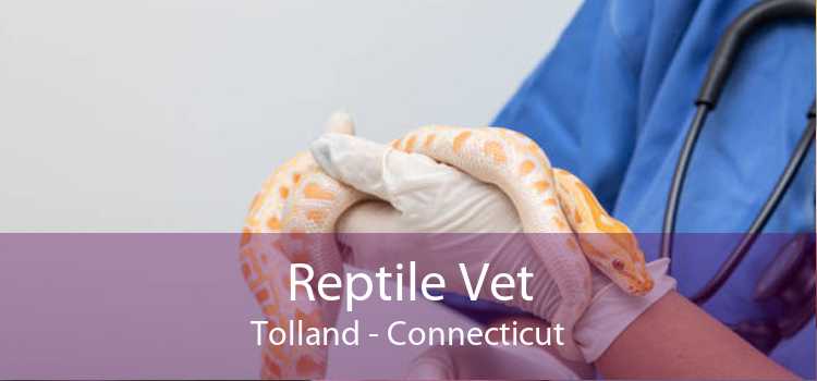 Reptile Vet Tolland - Connecticut