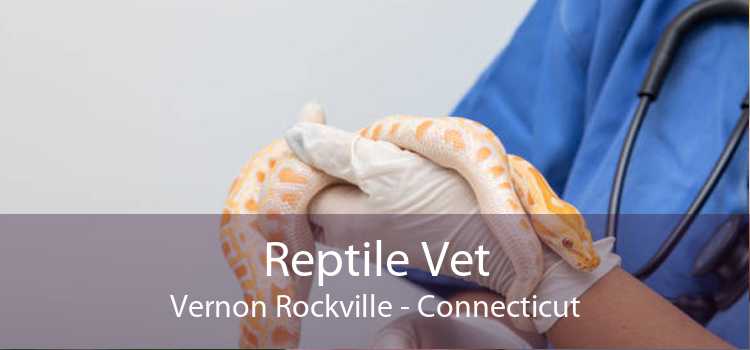 Reptile Vet Vernon Rockville - Connecticut