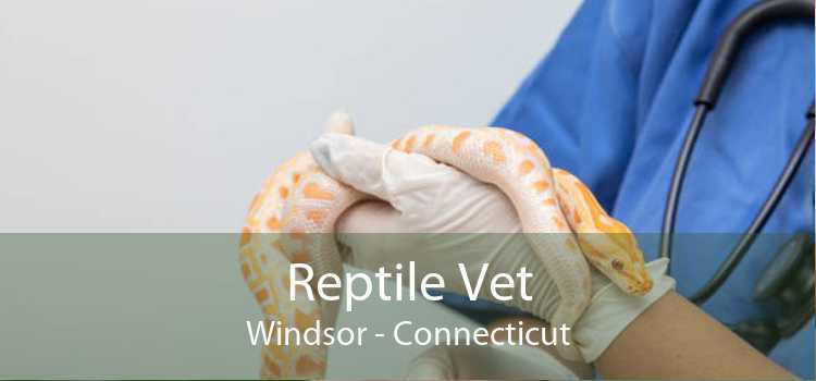 Reptile Vet Windsor - Connecticut
