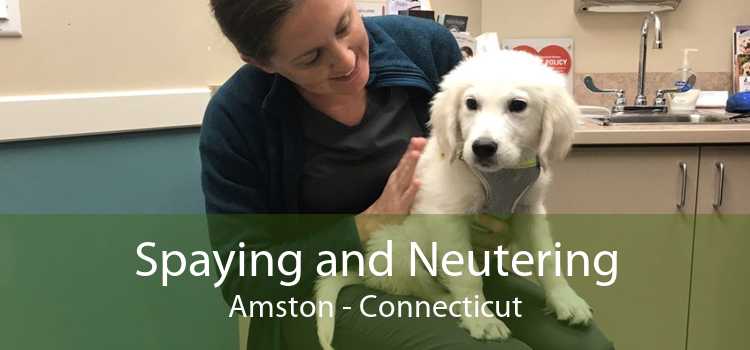Spaying and Neutering Amston - Connecticut