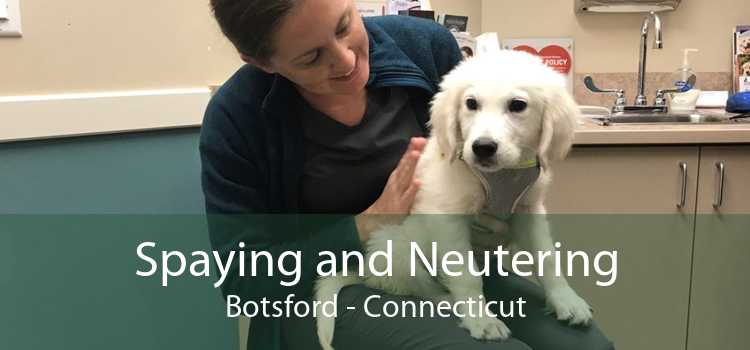 Spaying and Neutering Botsford - Connecticut