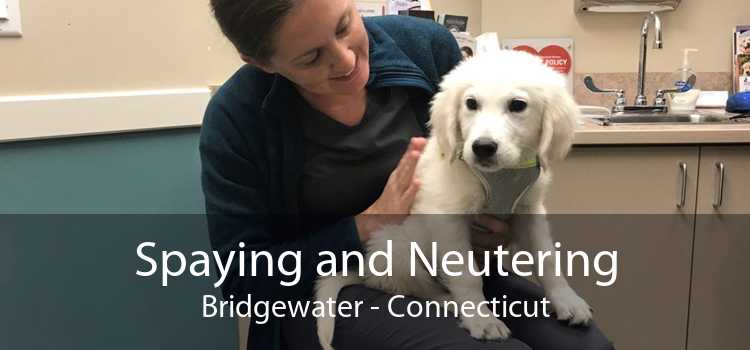 Spaying and Neutering Bridgewater - Connecticut
