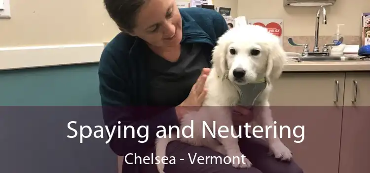 Spaying and Neutering Chelsea - Vermont