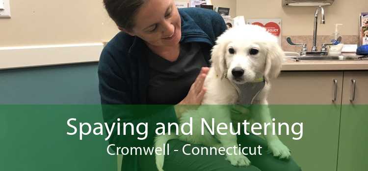Spaying and Neutering Cromwell - Connecticut