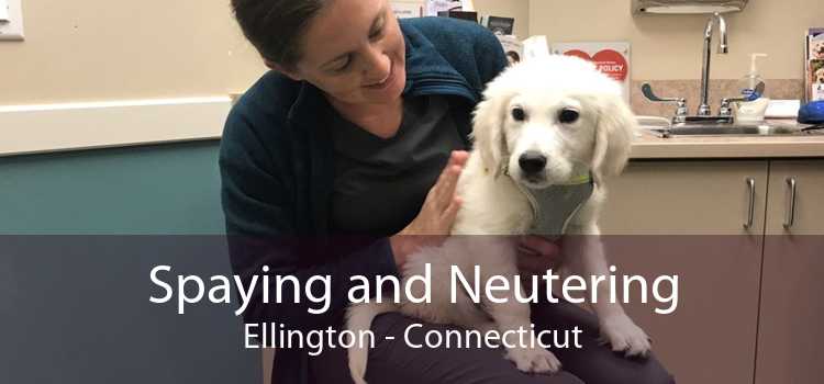 Spaying and Neutering Ellington - Connecticut