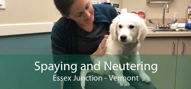 Spaying and Neutering Essex Junction - Vermont