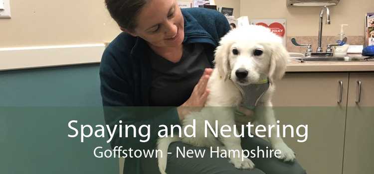 Spaying and Neutering Goffstown - New Hampshire