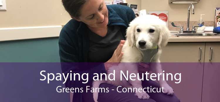 Spaying and Neutering Greens Farms - Connecticut