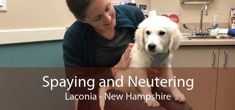 Spaying and Neutering Laconia - New Hampshire