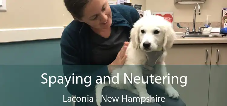 Spaying and Neutering Laconia - New Hampshire