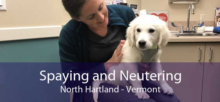 Spaying and Neutering North Hartland - Vermont