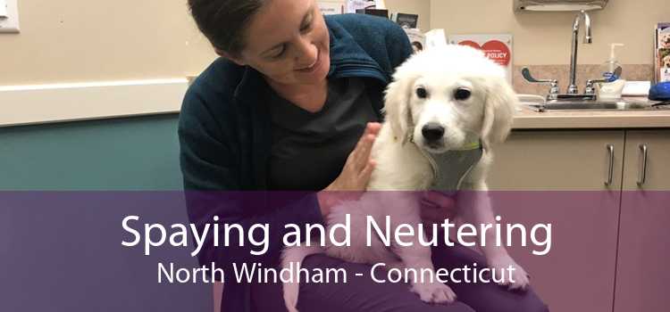 Spaying and Neutering North Windham - Connecticut