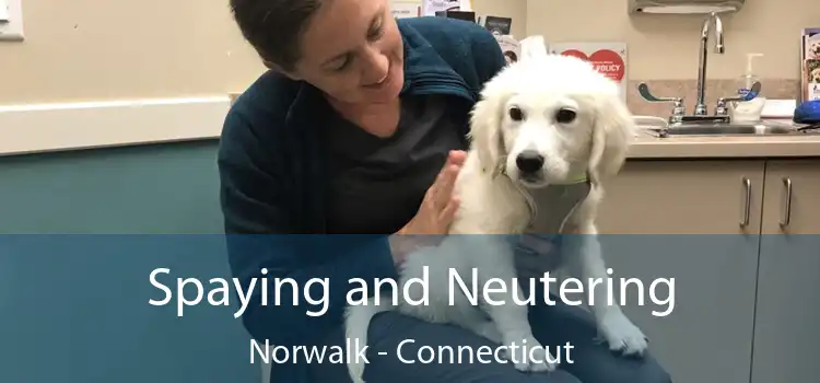Spaying and Neutering Norwalk - Connecticut