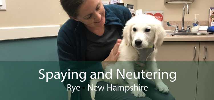 Spaying and Neutering Rye - New Hampshire