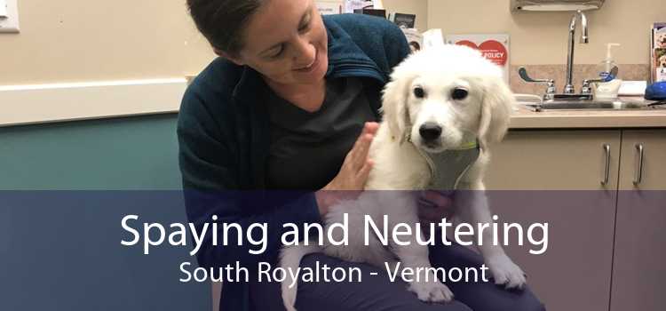 Spaying and Neutering South Royalton - Vermont