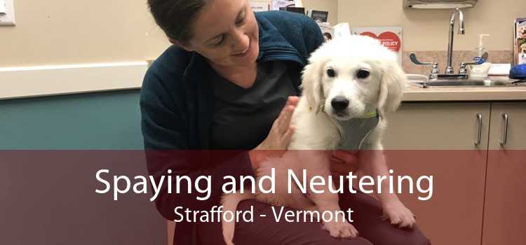 Spaying and Neutering Strafford - Vermont