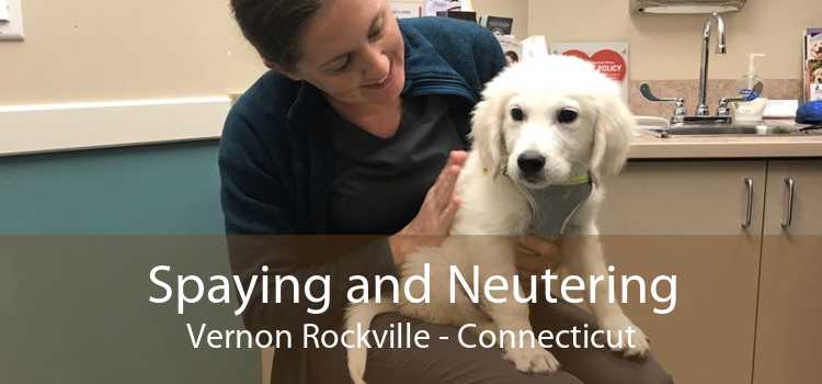 Spaying and Neutering Vernon Rockville - Connecticut