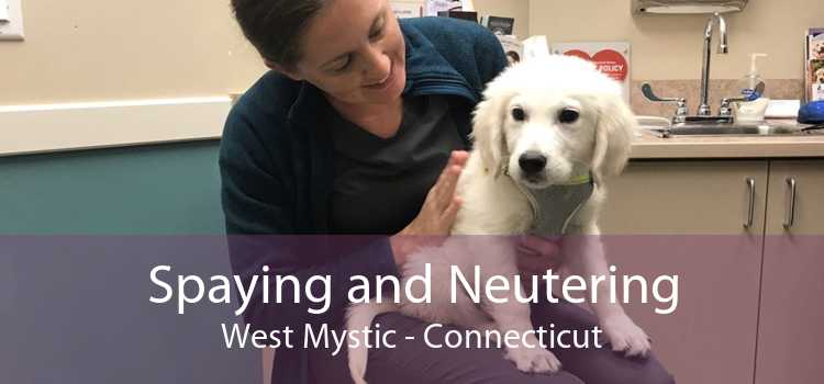 Spaying and Neutering West Mystic - Connecticut