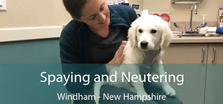 Spaying and Neutering Windham - New Hampshire