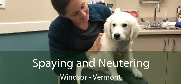Spaying and Neutering Windsor - Vermont