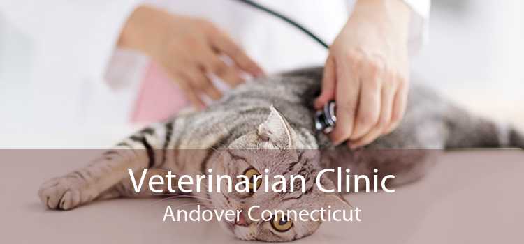 Veterinarian Clinic Andover Connecticut
