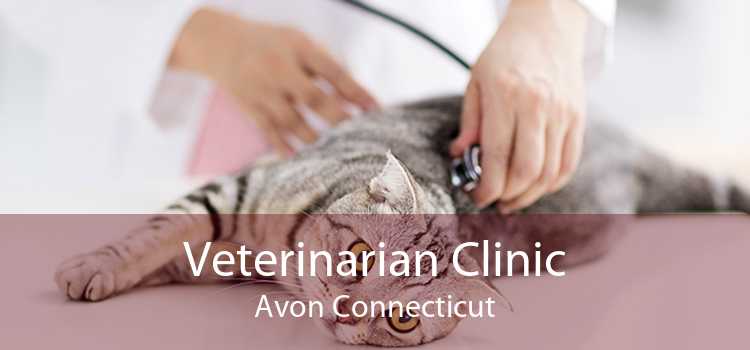 Veterinarian Clinic Avon Connecticut