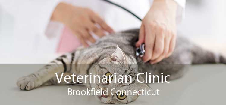 Veterinarian Clinic Brookfield Connecticut