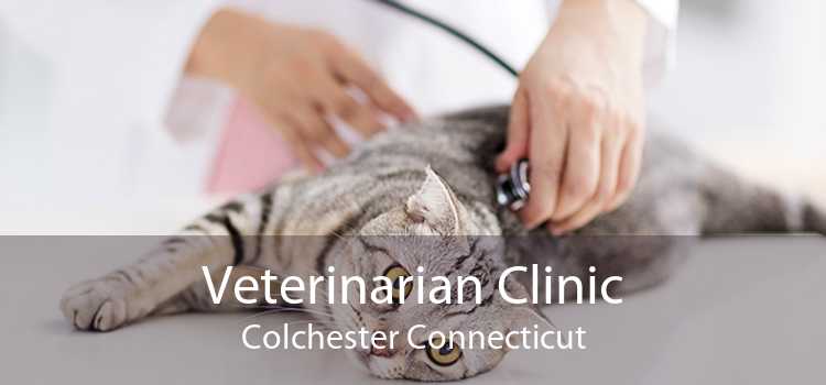 Veterinarian Clinic Colchester Connecticut