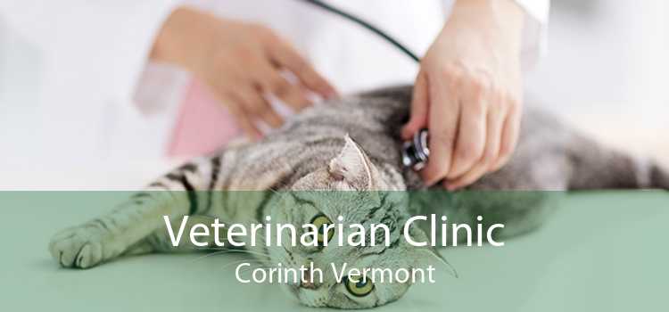 Veterinarian Clinic Corinth Vermont