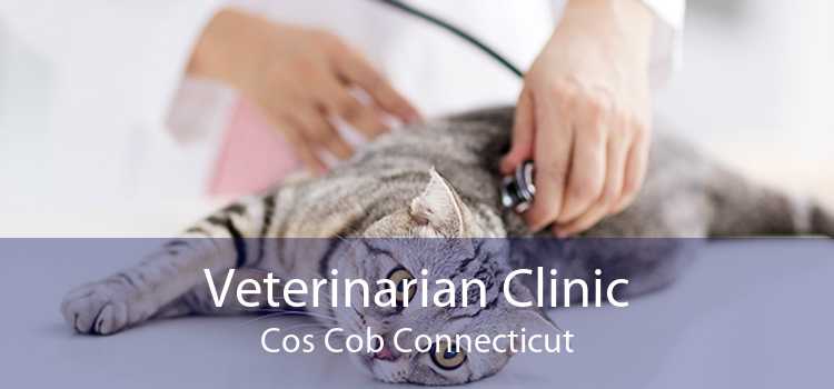Veterinarian Clinic Cos Cob Connecticut