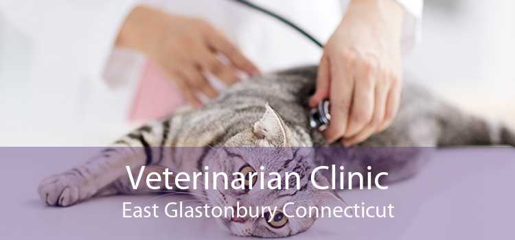 Veterinarian Clinic East Glastonbury Connecticut