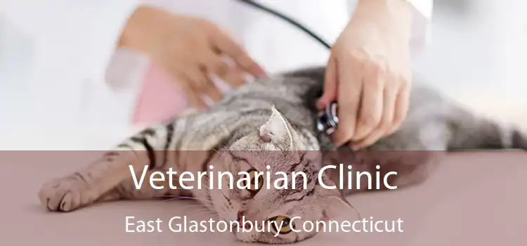 Veterinarian Clinic East Glastonbury Connecticut