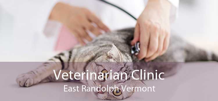 Veterinarian Clinic East Randolph Vermont