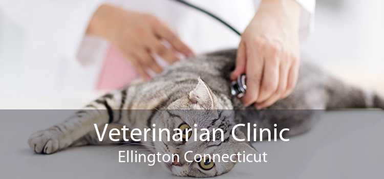 Veterinarian Clinic Ellington Connecticut