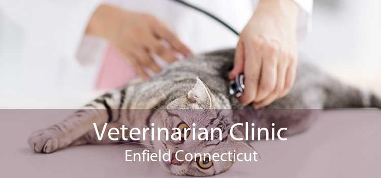 Veterinarian Clinic Enfield Connecticut