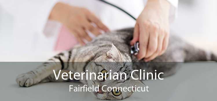 Veterinarian Clinic Fairfield Connecticut