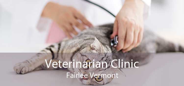 Veterinarian Clinic Fairlee Vermont