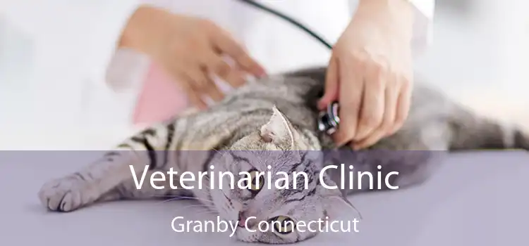 Veterinarian Clinic Granby Connecticut