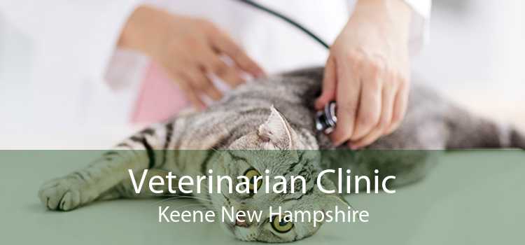 Veterinarian Clinic Keene New Hampshire