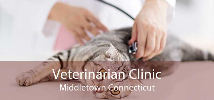 Veterinarian Clinic Middletown Connecticut
