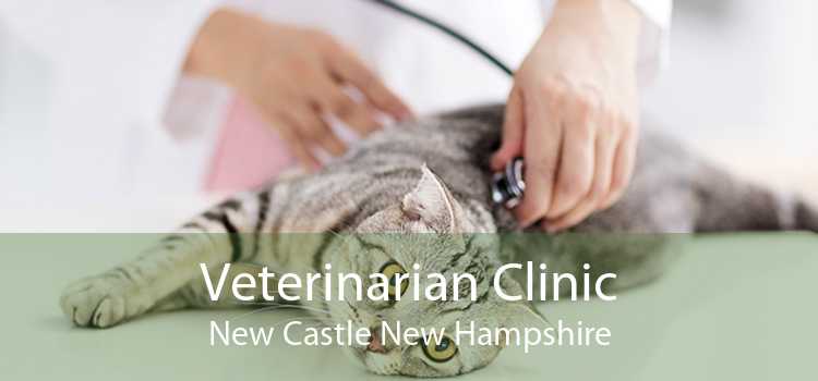 Veterinarian Clinic New Castle New Hampshire